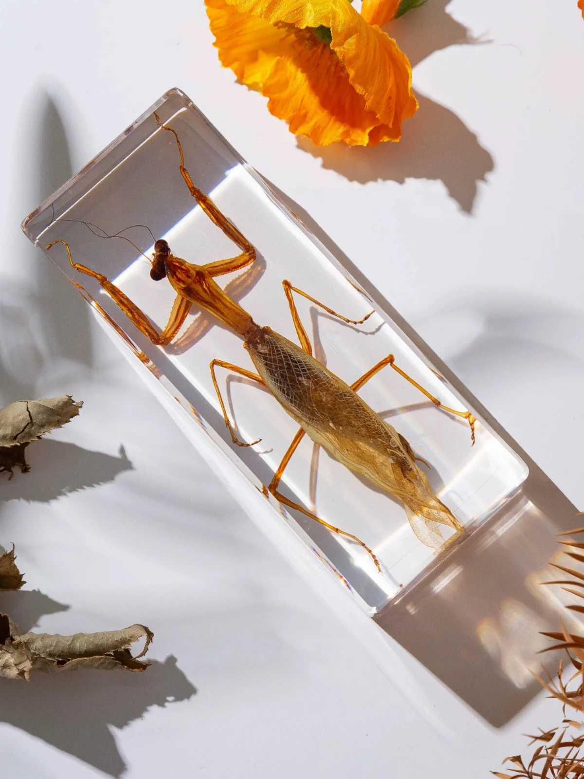 Real Animal Insect Specimens R - Home Decor On Sale ulasan dan harga