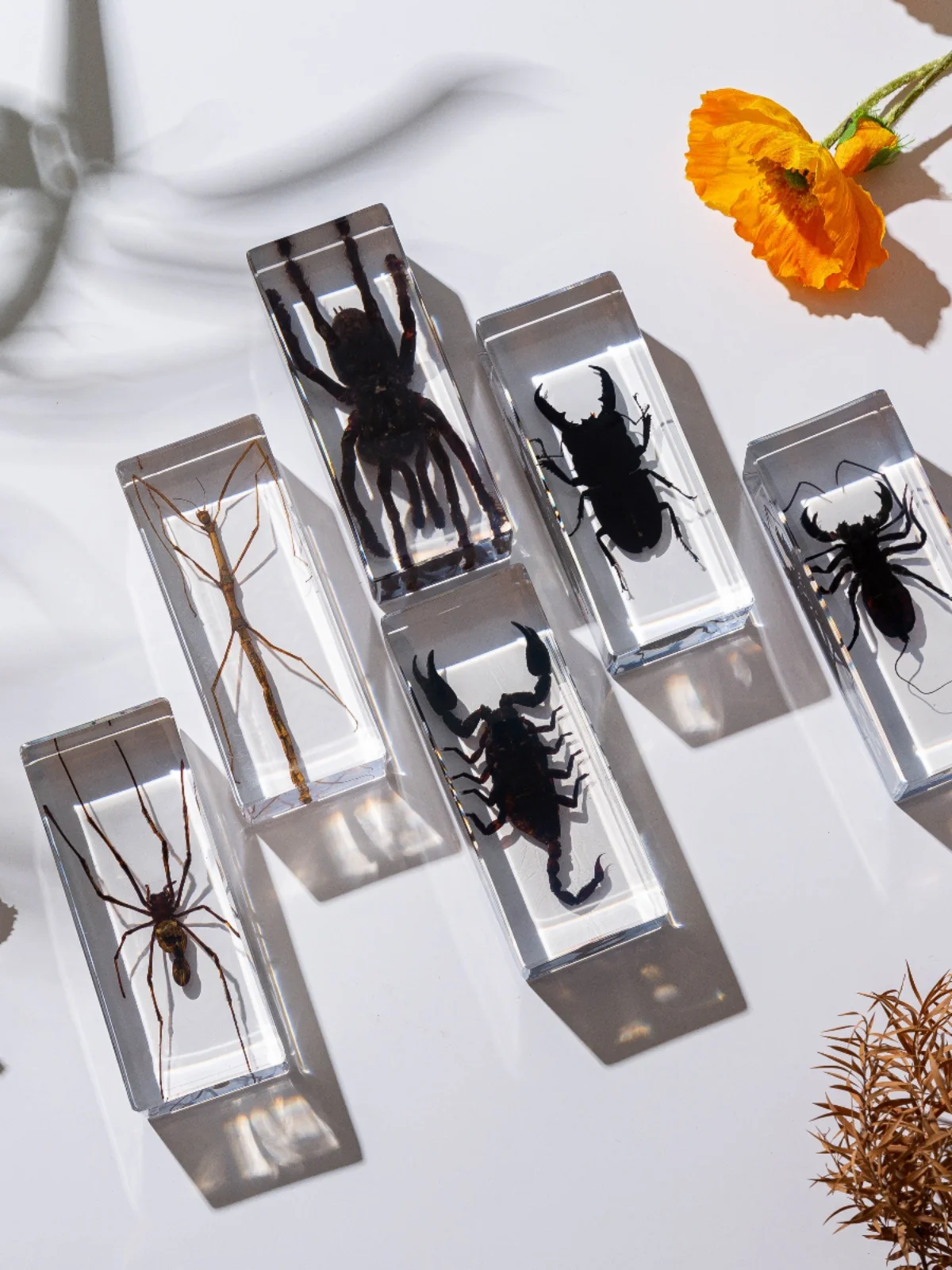 Real Animal Insect Specimens R - Home Decor On Sale ulasan dan harga