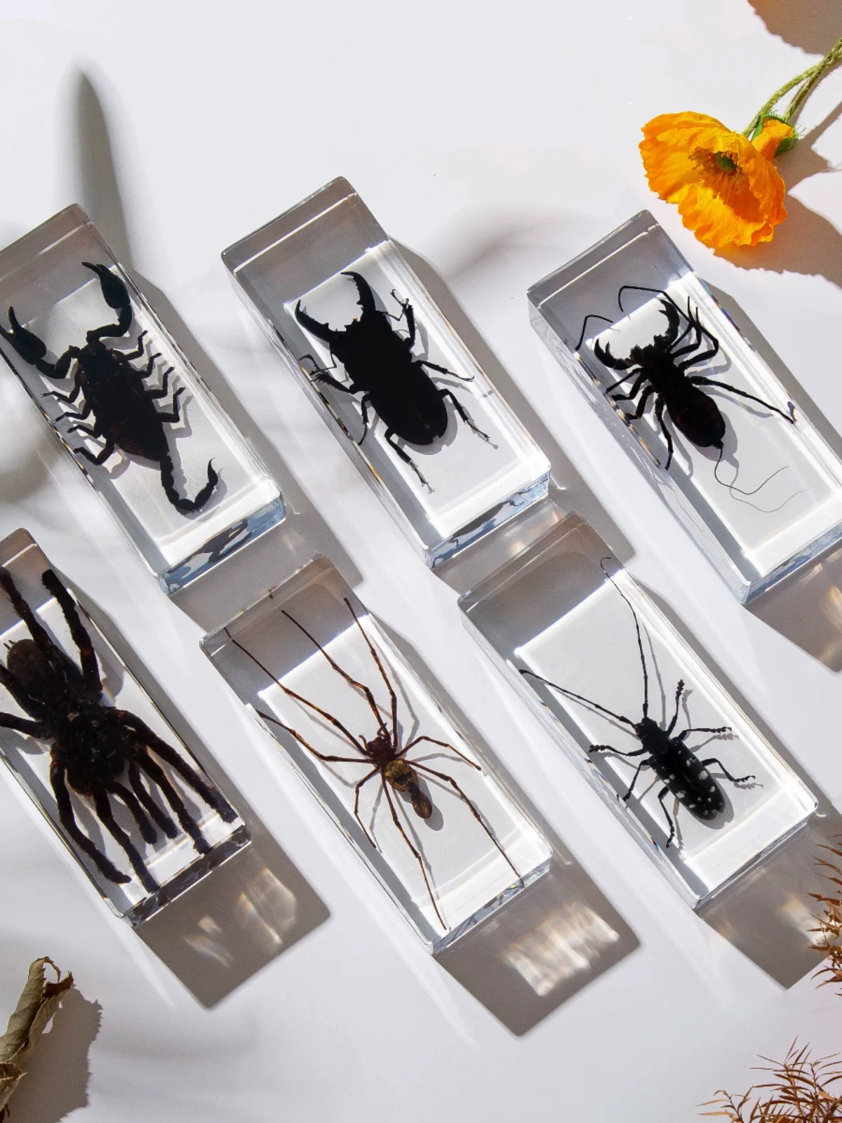 Real Animal Insect Specimens R - Home Decor On Sale ulasan dan harga