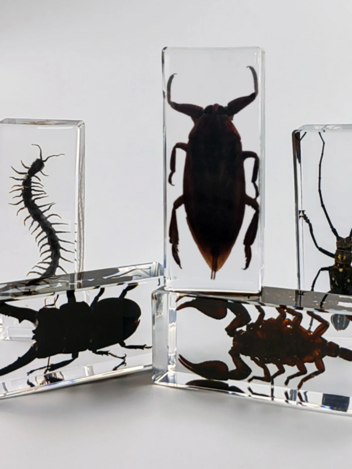 Real Animal Insect Specimens R - Home Decor On Sale ulasan dan harga